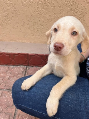 Magnifiques chiots Labrador Pedigree disponibles  Offrez-leur un foyer chaleureux !