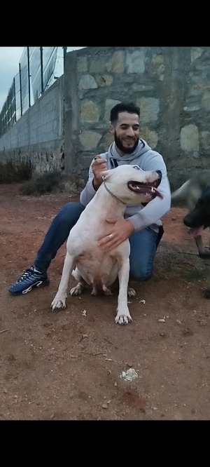 Dog argentine