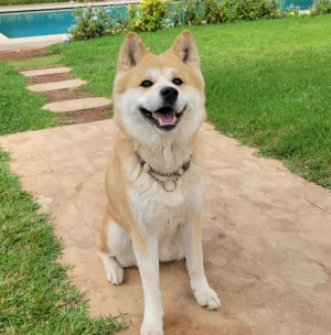 Chiots akita inu