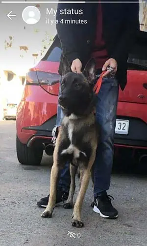 malinoi