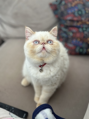 Chat persian