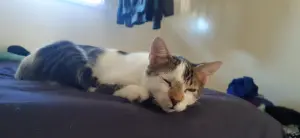 Chat très affectueux