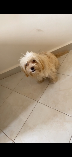 Bichon maltais