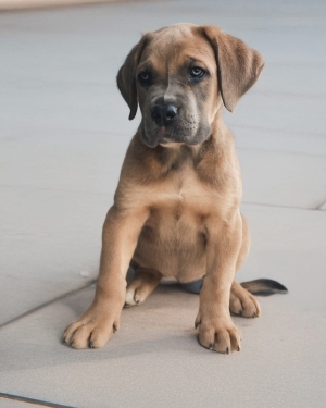 Chiots cane corso 🐾