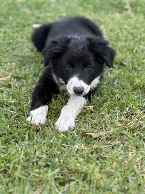 Border Collie Femelle de 3 Mois