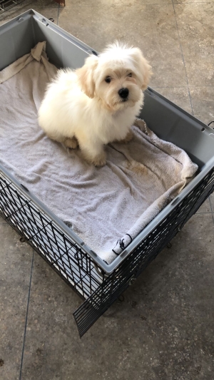 Chien Bichon maltais