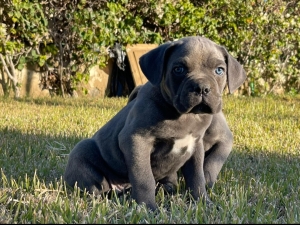 Cane Corso 🇮🇹