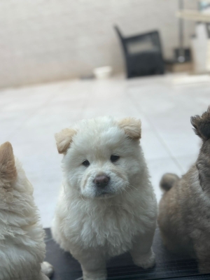 Chow chow femelle a vendre