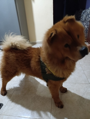 Chowchow