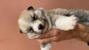 HUSKITA