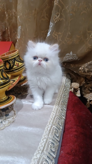 Persan chatton