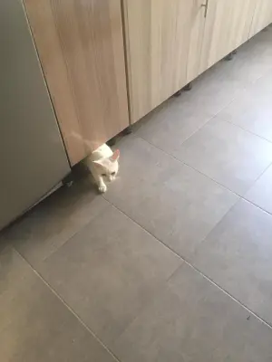 2 chats angora turc femelle et mâle