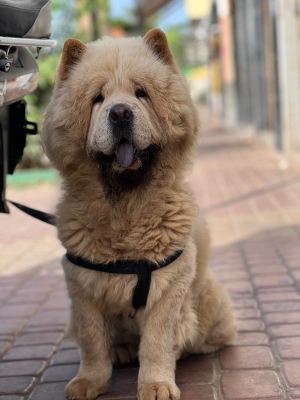 Chowchow