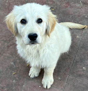 Chiot golden retriever