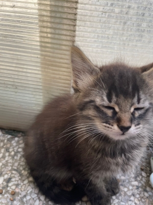 Chaton pour adoption à Casablanca