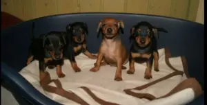 Chiots Pinsher nain