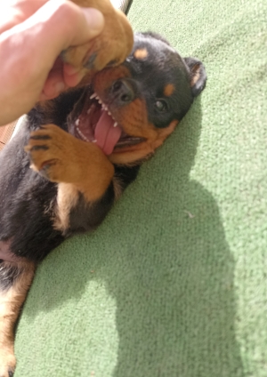 Rottweiler