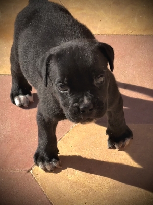 Cane corso