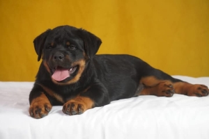 Rottweiler