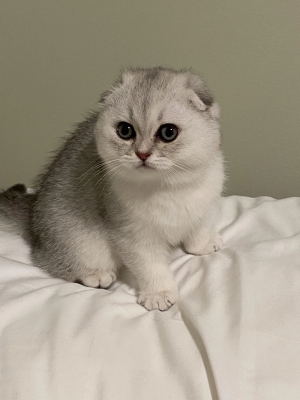 Scottish fold