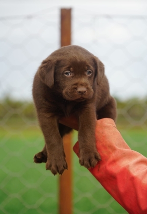 Labrador Chocolat 🍫