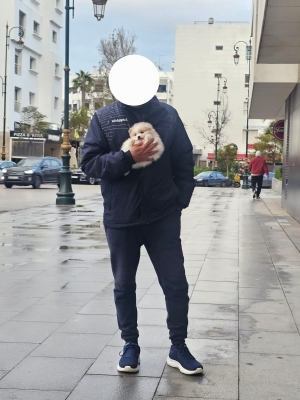 Spitz pomeranien