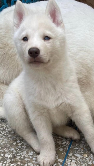 Chiot Husky Sibérien Femelle Blanc