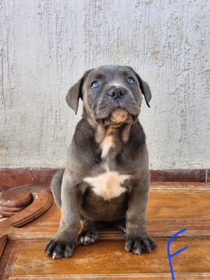 Cane Corso puppies