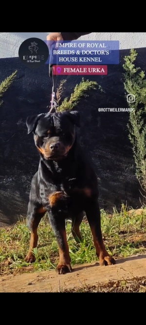 Femelle Rottweiler pedigree à vendre (2 ans)