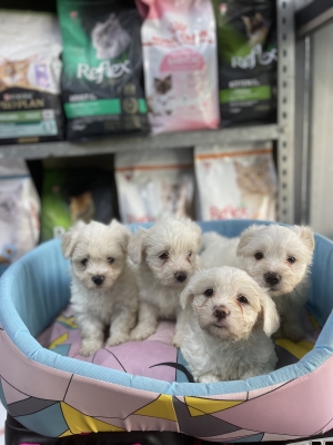 Male et femelle Bichon maltais