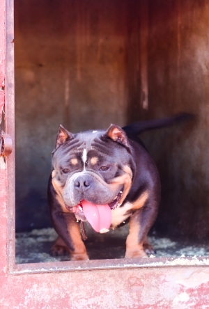 magnifiques male adult american bully