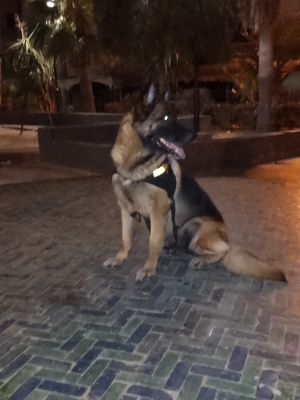 Berger Allemand