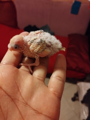 Oiseau couple perruche avec son petit perruche