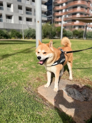 Akita inu