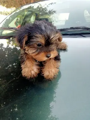 Vente d'un chiot Yorkshire Terrier mâle 6mois