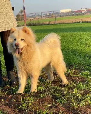 chowchoW