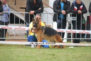 Berger Allemand