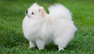 Spitz pomeranian