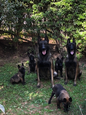 Malinois