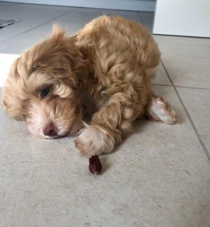 Magnifiques chiots Maltipoo.