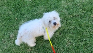 Vente caniche