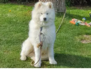 Vend chiot  Samoyede 2 ans