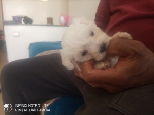 Chiot bichon maltais