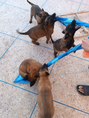 Petits chiot malinois charbonné