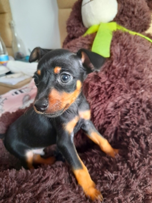 Pinscher nain à vendre