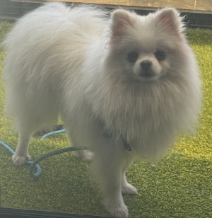 Spitz nain