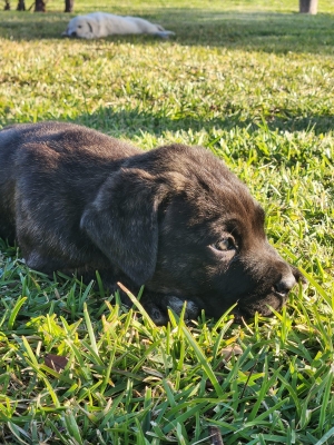 Chiots Cane Corso