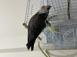 Perroquet Timneh