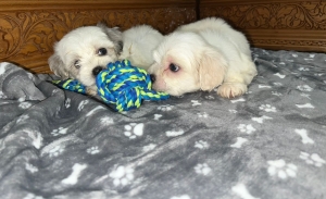 Bichon maltais