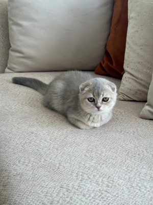 Scottish fold